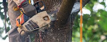 Best Tree Maintenance Programs  in Northvale, NJ