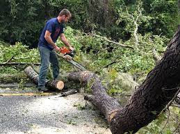 Best Tree Cabling and Bracing  in Northvale, NJ