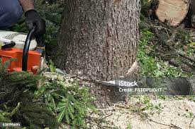 Best Lawn Pest Prevention  in Northvale, NJ