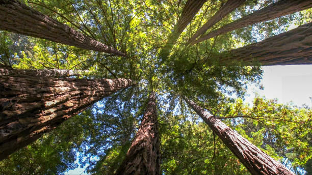 Best Hazardous Tree Removal  in Northvale, NJ
