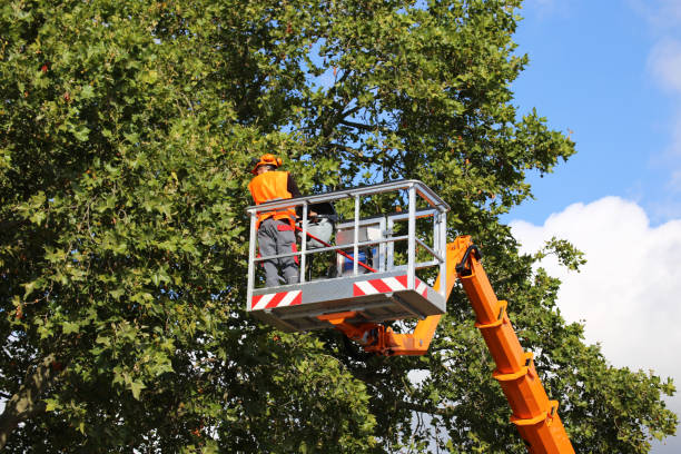 Best Weed Control  in Northvale, NJ