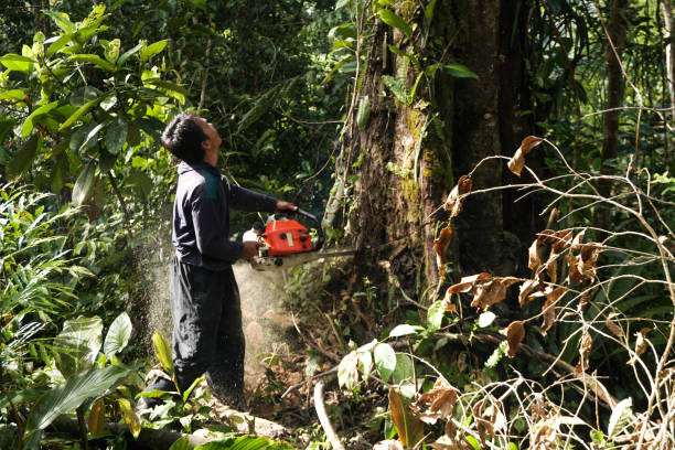 Best Hazardous Tree Removal  in Northvale, NJ