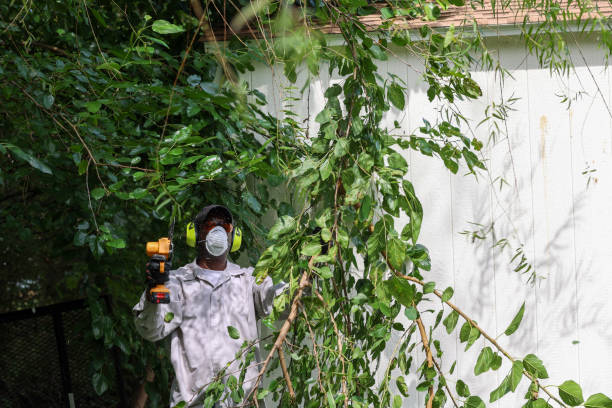 Best Root Management and Removal  in Northvale, NJ