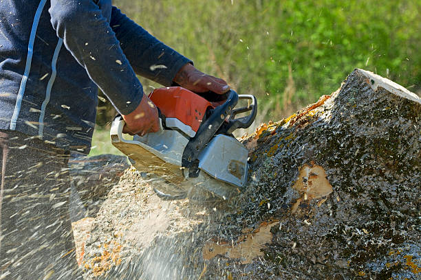 Best Tree Health Inspection  in Northvale, NJ